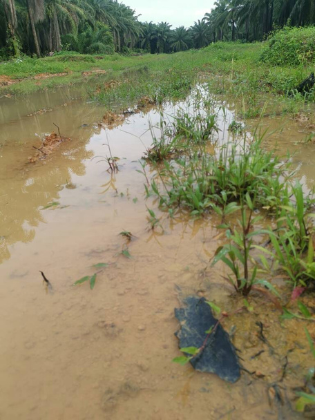 пустые сельскохозяйственные угодья, полные лужи после сильного дождя - Фото, изображение