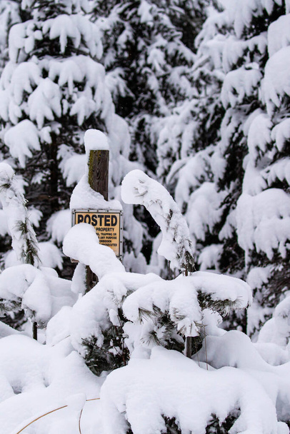 Ei metsästystä, ei kylttiä lumisessa puussa Wisconsinissa, pystysuora - Valokuva, kuva