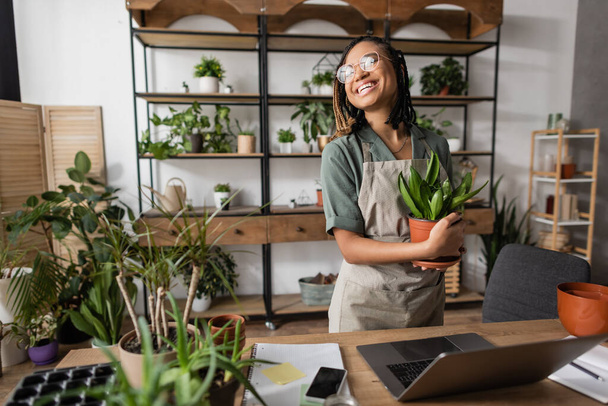 vreugdevolle Afrikaanse amerikaanse bloemist in bril met potplanten en weg te kijken in de buurt van een bureau met laptop in de bloemenwinkel - Foto, afbeelding