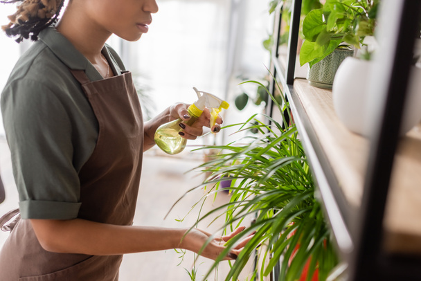 partial view of young african american florist in apron touching leaves of green plant and holding spray bottle with fresh water - Photo, Image