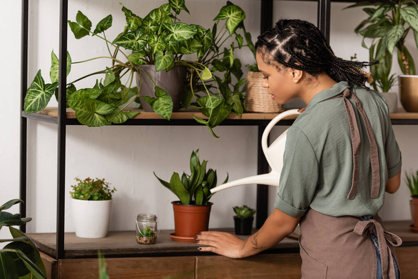 jeune fleuriste afro-américain en tablier arrosant des plantes vertes en pot sur support dans un magasin de fleurs - Photo, image