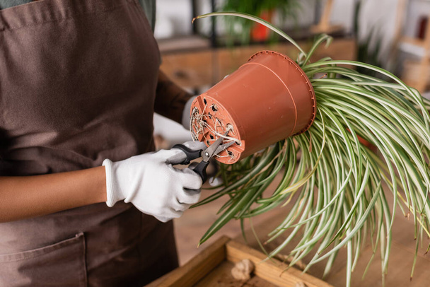 gedeeltelijk zicht op Afrikaans-Amerikaanse bloemist snijden wortels van potplanten tijdens het werk in de bloemenwinkel - Foto, afbeelding