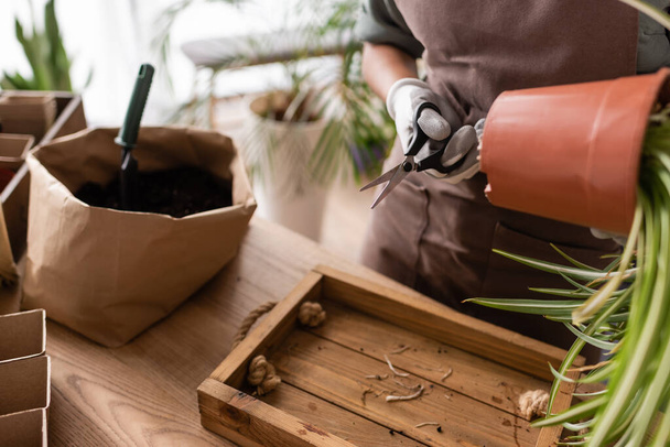 partial view of african american florist holding potted plant and scissors near paper bag with soil  - Photo, Image