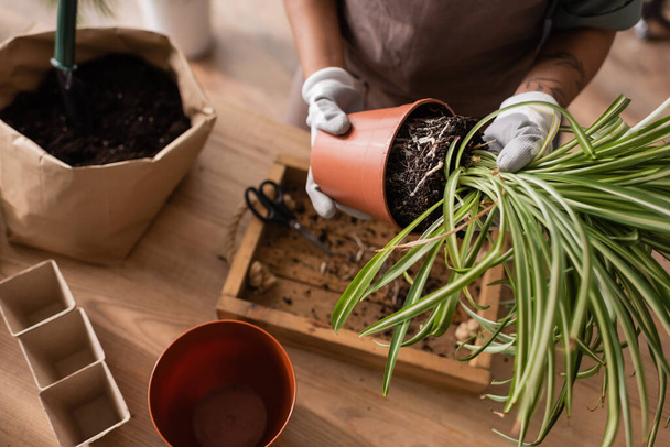 top view of cropped african american woman in work gloves transplanting green plant near paper bag with soil - Photo, Image