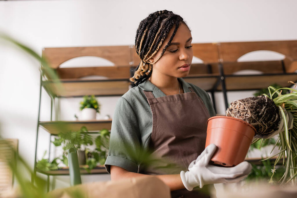 young african american florist in apron holding flowerpot and plant on blurred foreground - Foto, Imagen