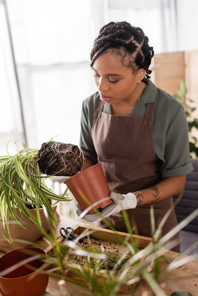 stylish african american florist in apron transplanting green plant in flower shop - Фото, зображення
