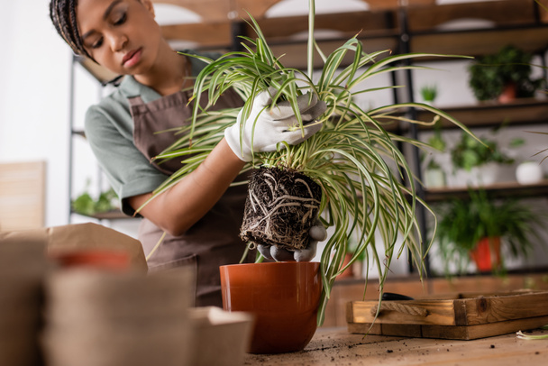 fiorista afroamericano che tiene piante verdi con radici vicino al vaso da fiori rosso mentre lavora nel negozio di fiori - Foto, immagini