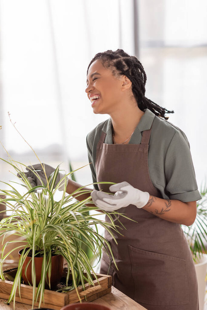 excited african american florist in apron and work gloves laughing near green plant in flower shop - Photo, Image
