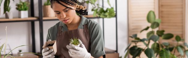 jong en stijlvol Afrikaans-Amerikaanse bloemist in werkhandschoenen met kleine groene plant en bloempot met bodem in bloemenwinkel, banner - Foto, afbeelding