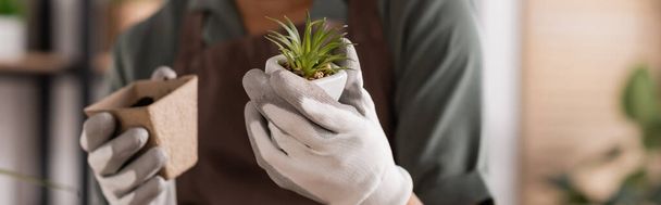 καλλιεργημένη άποψη της Αφρικής Αμερικανός ανθοπώλης στην εργασία γάντια που κατέχουν μικρό φυτό και γλάστρα με χώμα, λάβαρο - Φωτογραφία, εικόνα