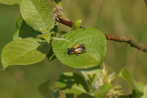 Luonnollinen lähikuva naaras Mellow kaivosmies yksinäinen mehiläinen Andrena mitis loade siitepölyä Willow, Salix lehtiä - Valokuva, kuva