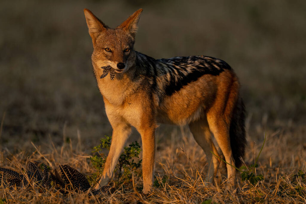 Black-backed jackal stands with feathers in mouth - Photo, Image