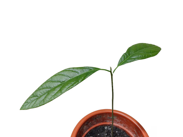 Рослина Авокадо ізольована на білому тлі. Зелений лист авокадо
 - Фото, зображення