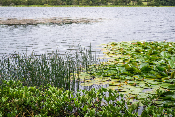 Lago Sobrado dos Monxes, uma das zonas húmidas mais importantes e interessantes da geografia da Galiza (Espanha), tanto pela sua rica flora como pela vida das aves. - Foto, Imagem
