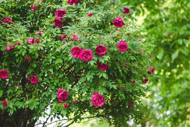 Vaaleanpunaiset ruusut pensaassa ruusutarhassa sateen jälkeen. - Valokuva, kuva