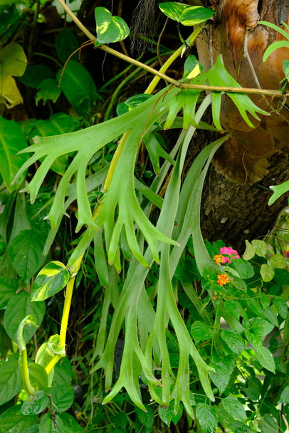 Episcia cupreata est une plante ornementale qui vient du genre Episcia, cette plante à fleurs vient d'Afrique, y compris la famille des Gesneriaceae. plantes ornementales luxuriantes, mouillées de pluie. Plantes d'intérieur - Photo, image