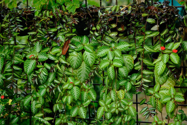 Episcia cupreata on koristekasvi, joka tulee sukuun Episcia, tämä kukkiva kasvi tulee Afrikasta, mukaan lukien Gesneriaceae perhe. rehevä koristekasvit, märkä sateella. Kotitaloudet - Valokuva, kuva