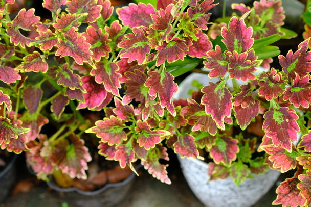 Coleus scutellarioides, or coleus, is a species of flowering plant in the family of Lamiaceae. miana - Photo, Image