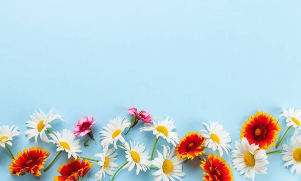 Kamille Garten Blumen auf blauem Hintergrund. Draufsicht flach lag mit Kopierraum - Foto, Bild