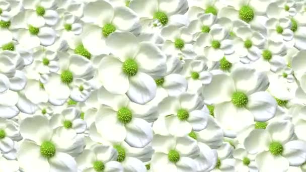 witte bloemen achtergrond - Video