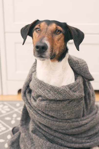 Leuke hond in sjaal - Foto, afbeelding