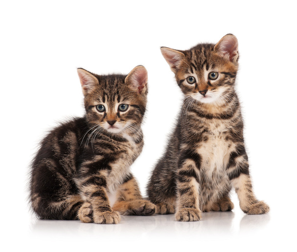 Siberian kittens - Foto, imagen
