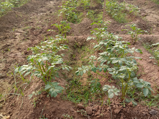 granja de patatas de color verde para el experimento de nuevas variedades - Foto, imagen