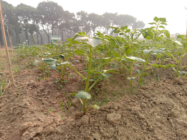 αγρόκτημα πατάτας πράσινου χρώματος για πειράματα νέων ποικιλιών - Φωτογραφία, εικόνα