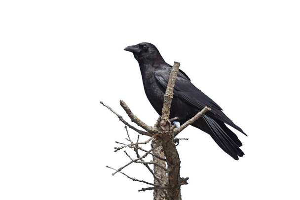 Un profilo di un corvo in cima ad un albero morente sfondo bianco - Foto, immagini