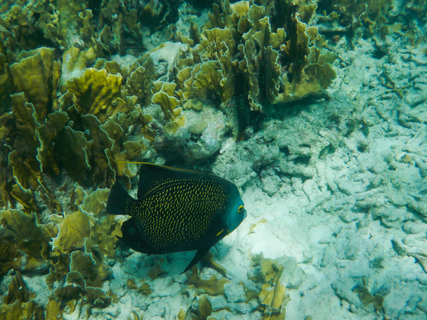 French angelfish on coral reef in the Caribbean sea - Photo, Image