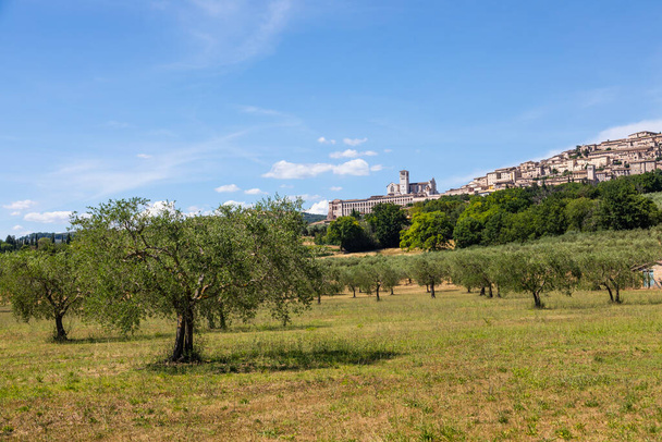 Olijfbomen in Assisi dorp in Umbrië, Italië. De stad is beroemd om de belangrijkste Italiaanse Sint Franciscus Basiliek (Basiliek van San Francesco)) - Foto, afbeelding