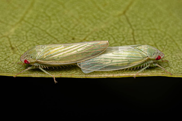Typische Adult Leafhoppers van de Tribe Gyponini koppeling - Foto, afbeelding
