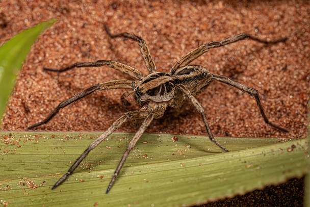Small Male Wolf Spider of the Family Lycosidae - Photo, Image