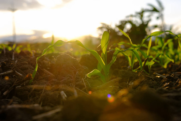 Mudas de milho no jardim agrícola com o pôr-do-sol, cultivando jovens mudas de milho verde
 - Foto, Imagem