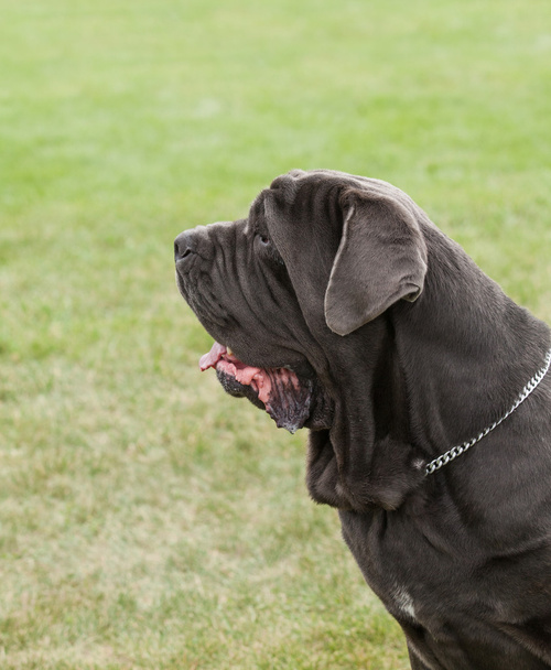 Retrato de perro de raza pura Mastín napolitano sobre fondo verde
 - Foto, imagen
