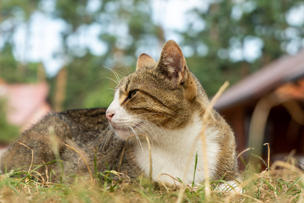 Un chat du village reposant sur l'herbe, regardant autour de lui. - Photo, image