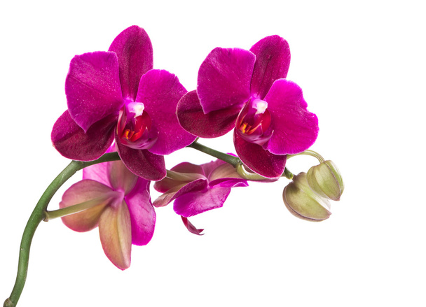 Orquídea púrpura rama
   - Foto, imagen