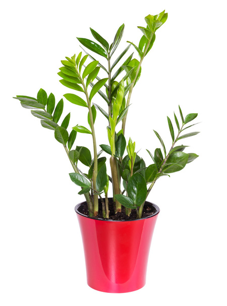 Zamioculcas isolated on white background - Photo, Image