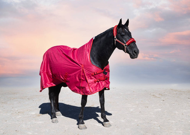 black horse and his horse blanket for winter - Photo, Image