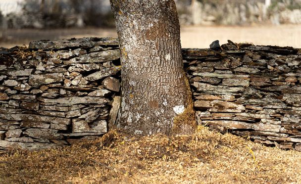 Obrovský kmen stromu uprostřed kamenné zdi s mělkou hloubkou pole - Fotografie, Obrázek