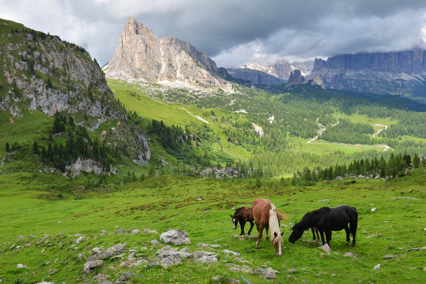Лошади, пасущиеся в горах
 - Фото, изображение