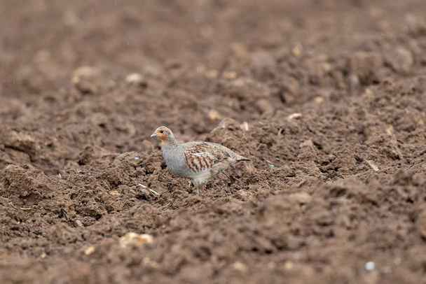 Grey Patridge Perdix perdix in het zicht in een kaal geploegd veld - Foto, afbeelding