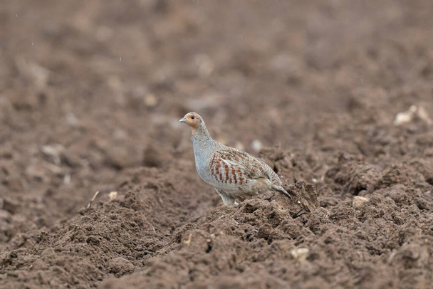 Harmaa Patridge Perdix perdix lähikuvassa paljaalla auratulla pellolla - Valokuva, kuva