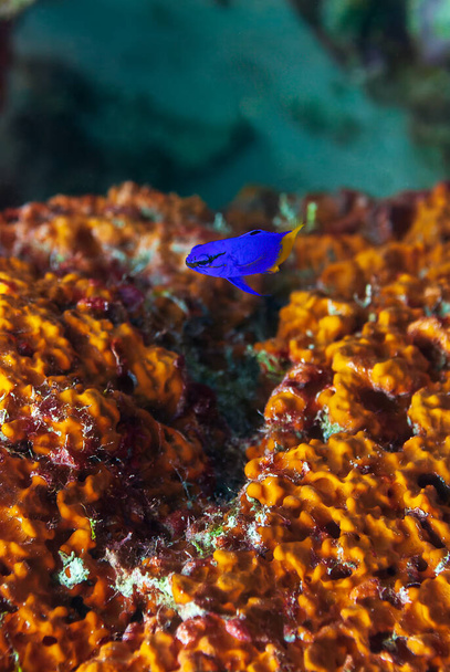 Fata bassotto gramma loreto nuoto sopra corallo. Foto di alta qualità - Foto, immagini