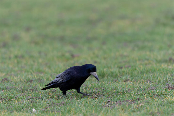 Torni Corvus frugilegus niityllä talvella - Valokuva, kuva