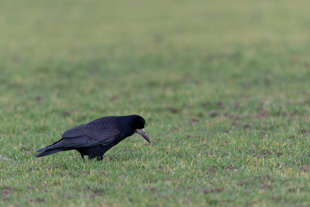 Rook Corvus frugilegus im Winter auf einer Wiese - Foto, Bild