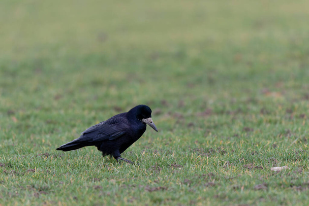 Rook Corvus frugilegus in a meadow in winter - Photo, Image