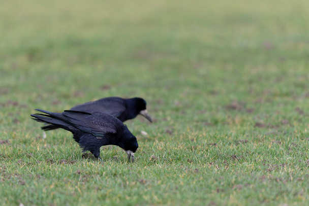 Rook Corvus frugilegus in a meadow in winter - Photo, Image