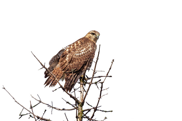 A red-tailed hawk perched on top of a pine tree with a white background background background - Photo, Image