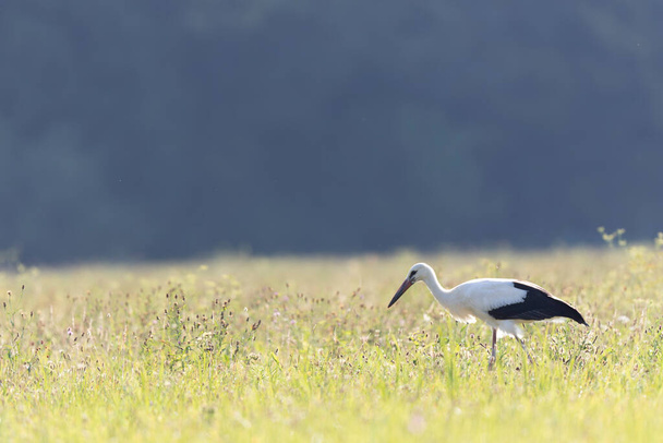 white stork Ciconia Ciconia in a meadow during summertime - Photo, Image
